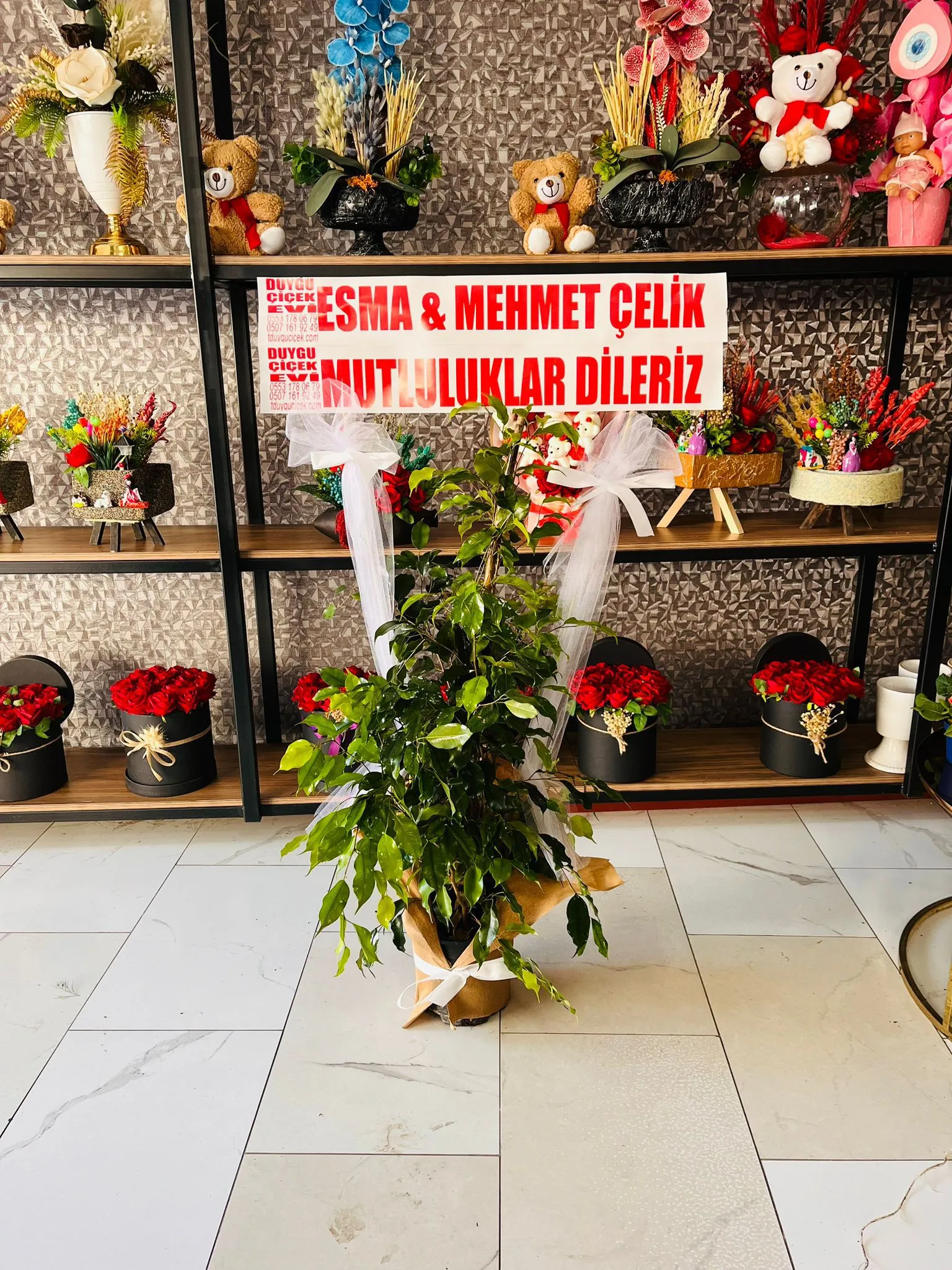 BENJAMİN (FİKUS) 2